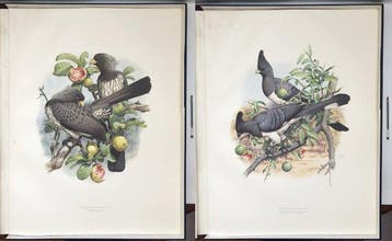 Joseph M. Forshaw, David Attenborough - Turacos: A Portfolio