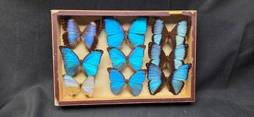 Large World Months wood box - ex French Mr Amédro Collection, Nieuw