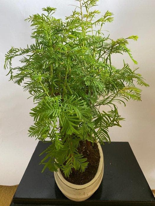 Kustmammoetboom bonsai (Sequoia) - Hoogte (boom): 40 cm -, Antiquités & Art, Art | Objets design