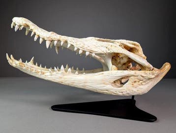 Siamees krokodil (ALLEEN EU-bieders) Schedel - Crocodylus