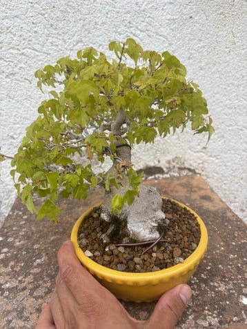 Bonsaï Érable de Bürger (Acer buergerianum) - Hauteur