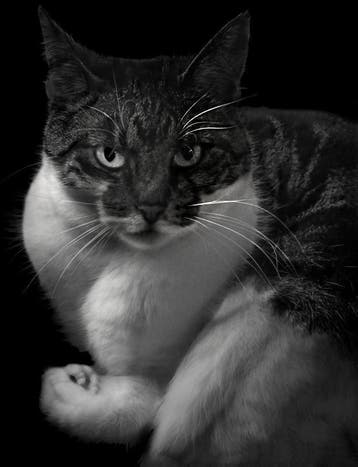 Photocat 9789053308967, Verzenden