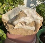 Sabeltandkat - Fossiele schedel - Amphimachairodus - 36 cm -, Verzamelen, Mineralen en Fossielen