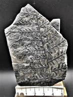 Fougère - Plante fossilisée - Alethopteris lonchitica