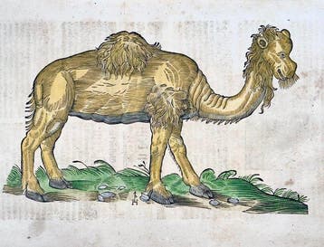 Conrad Gessner [1516-1565]; Monogrammed; folio with woodcut