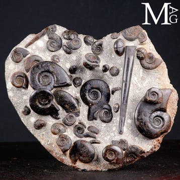 Exclusieve fossiele plaat met Cheiloceras Subpartitum en