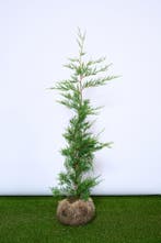 Leylandii - Cupressocyparis Leylandii - Haagplanten, Ophalen of Verzenden