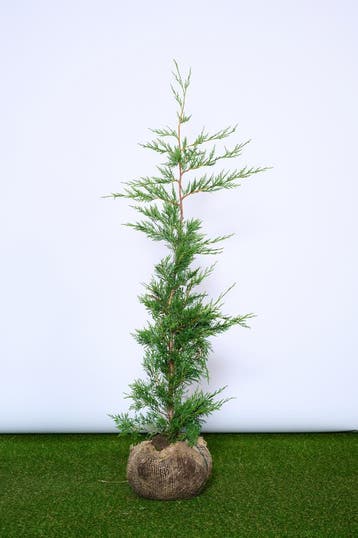 Leylandii - Cupressocyparis Leylandii - Haagplanten, Tuin en Terras, Planten | Struiken en Hagen, Ophalen of Verzenden