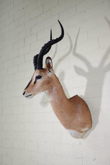 Black-faced Impala Taxidermie volledige montage - Aepyceros, Verzamelen, Dierenverzamelingen, Nieuw