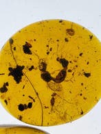 Birmese barnsteen - Barnsteen - Natural amber lot (5 pcs)