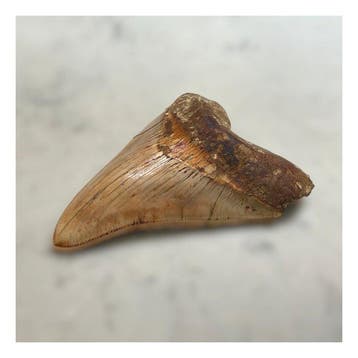 Mégalodon - Dents fossiles - 138 mm - 104 mm