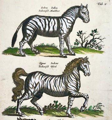 Matthäus Merian (b1593) - hand col. folio: Zebra, Horse -