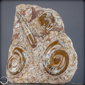 Natuurlijke Orthoceras-fossielen - paleontologische schatten