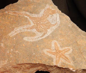 Étoile de mer - Carapace fossilisée - 15 cm - 14 cm