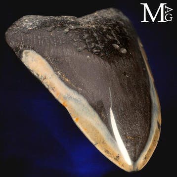 Fossiel Megalodon-tand – Miocene – Pliocene (circa 23 – 3,6