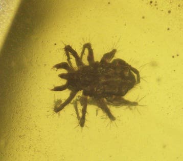 Birmese barnsteen - Barnsteen - Burmese Amber (Burmite) with