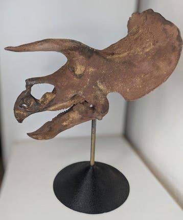 Fossiele schedel - Triceratops horridus- Museum-Grade