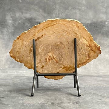 Époustouflante tranche de bois pétrifié sur un socle