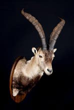 ibex Taxidermie volledige montage - Capra pyrenaica, Nieuw