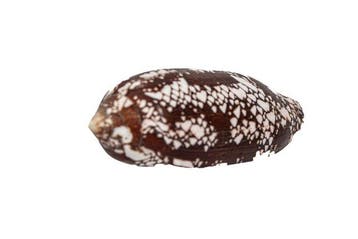 Motif spectaculaire en format géant : le Conus aulicus,, Collections
