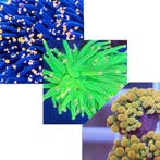 Euphyllia Ultra Pack 2, Animaux & Accessoires, Poissons | Poissons d'aquarium