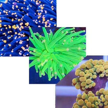 Euphyllia Ultra Pack 2