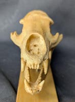 Fossiele schedel - Ursavus sp. - the smallest bear species