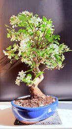 Appelbonsai (Malus everest) - Hoogte (boom): 55 cm - Diepte