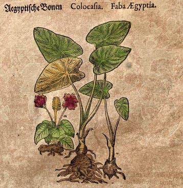 Pietro Andrea Mattioli - Contemporary hand-coloured leaf