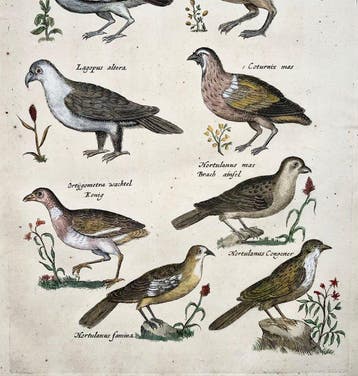 Matthäus Merian (1593-1650) - hand coloured folio Birds: