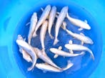Yamasan  Platina Ogon 33-37 cm (Japanse Koi), Ophalen of Verzenden, Nieuw