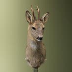 Reebok Wintervacht Taxidermie Opgezette Dieren By Max, Ophalen of Verzenden, Opgezet dier