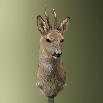 Reebok Wintervacht Taxidermie Opgezette Dieren By Max, Ophalen of Verzenden, Opgezet dier