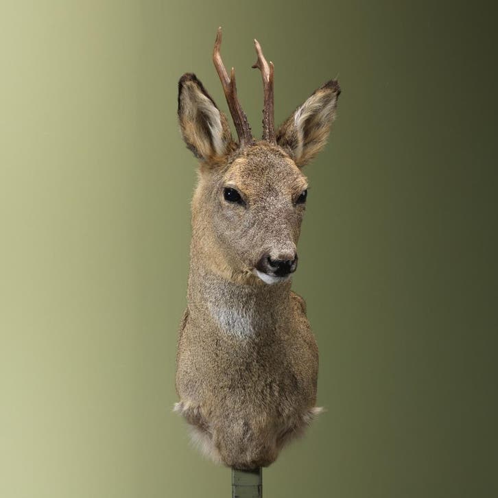 Reebok Wintervacht Taxidermie Opgezette Dieren By Max, Collections, Collections Animaux, Enlèvement ou Envoi