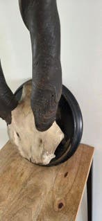 Eland Taxidermie hoofdmontage - Taurotragus oryx - 84 cm -