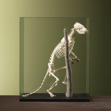 Neusbeer Skelet Taxidermie Opgezette Dieren By Max, Verzamelen, Dierenverzamelingen, Ophalen of Verzenden, Nieuw, Wild dier, Opgezet dier