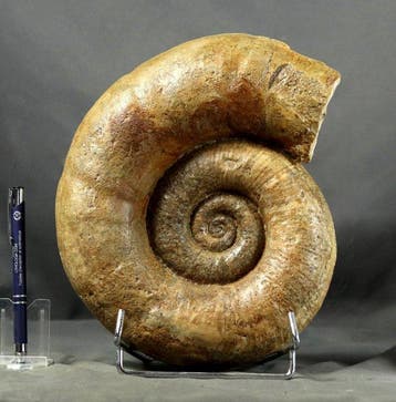 Fine Ammonite - Op elegante stalen standaard - -, Collections, Minéraux & Fossiles