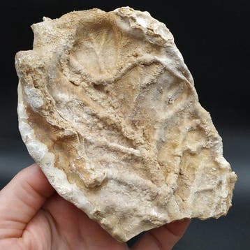 Blad in travertijn - Gefossiliseerde plant (Zonder