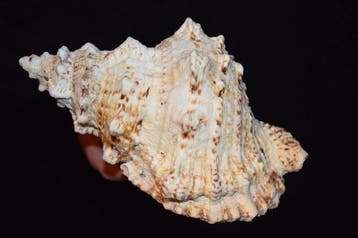 Escargot de mer Coquillage marin - S-140 TUTUFA BUBO (Sans, Antiek en Kunst
