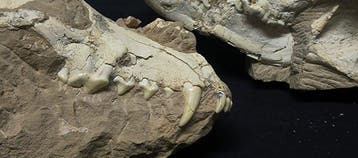 Crâne fossile - A rare pair of Early Pleistocene fossil, Collections, Minéraux & Fossiles