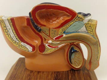 Anatomisch model - kunststof - 1980-1990 - Mannelijke bekken, Antiek en Kunst