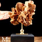 Uitzonderlijke Woestijnrozenformatie - Tamerza Oasisregio -