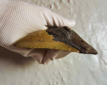 Megalodon - Fossiele tand - 13.3 cm - 9.3 cm