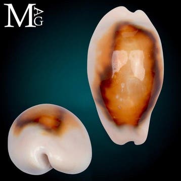 Cypraeidae - Kastanjekorrel Zeeschelp - Neobernaya Spadicea