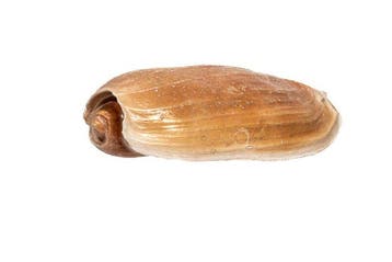 Grote balenpers of romp van een boot Skelet - Melo, Nieuw
