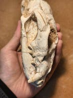 Lynx spp. - Crâne fossile - 16 cm